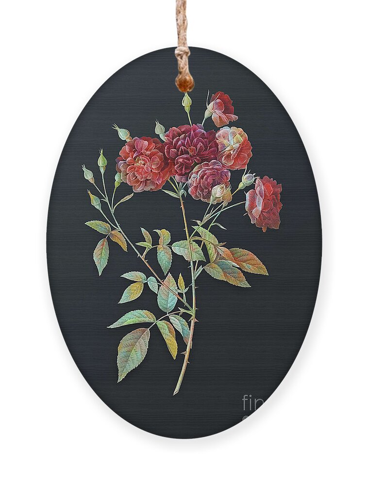 Vintage Ornament featuring the mixed media Vintage Ternaux Rose Bloom Botanical Art on Dark Steel Gray n.0748 by Holy Rock Design