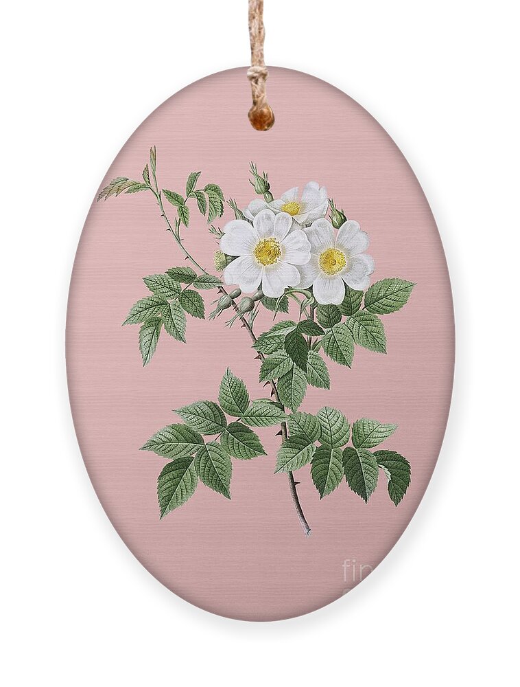 Holyrockarts Ornament featuring the painting Vintage White Rosebush Botanical Illustration on Pink by Holy Rock Design