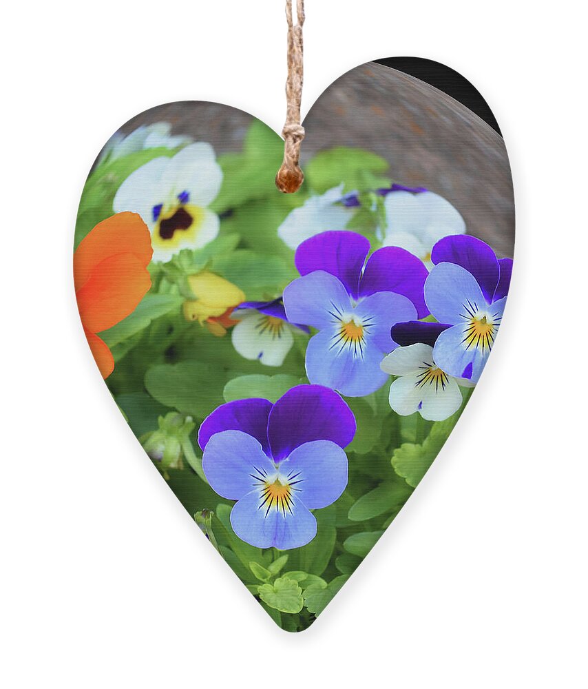 Viola Ornament featuring the photograph Viola Mix by Yvonne Johnstone