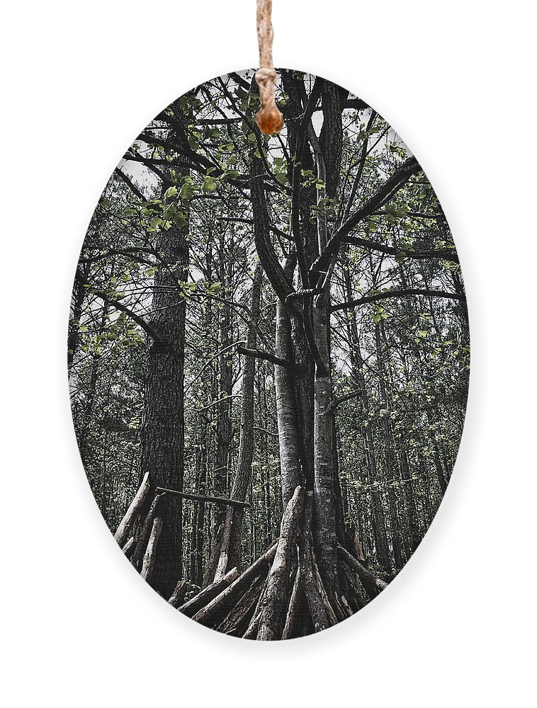 Trees Ornament featuring the photograph Virginia Forrest by Rene Vasquez