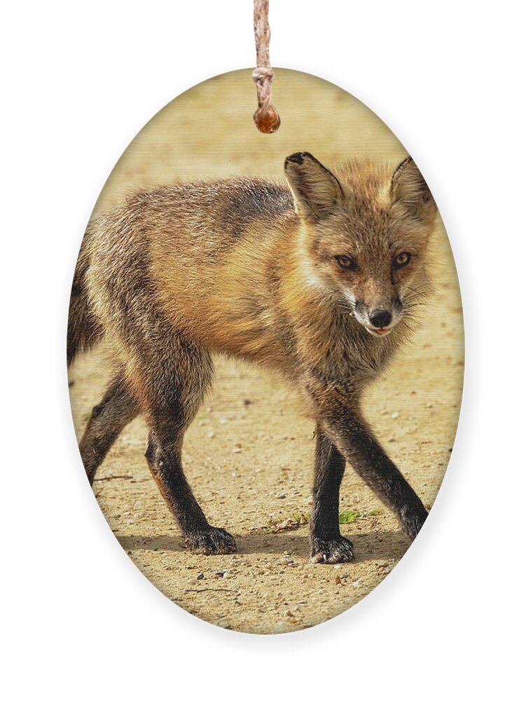 Great Falls Ornament featuring the photograph Wandering fox by Izet Kapetanovic