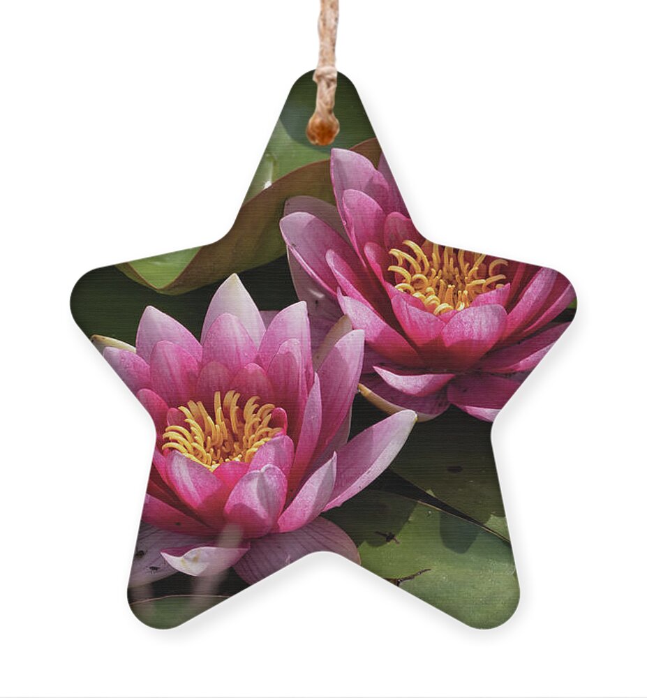 Water Lily Ornament featuring the photograph Water Lily In Bloom by Artur Bogacki