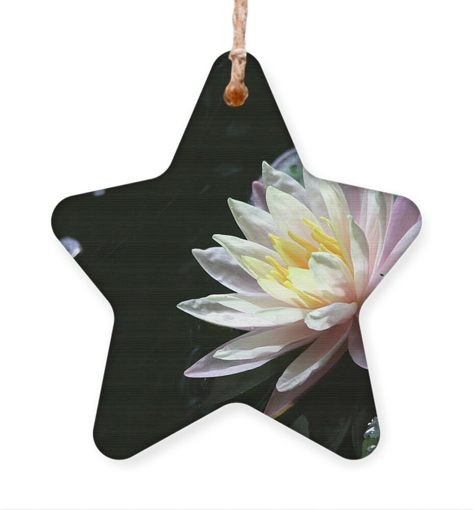 Lily Ornament featuring the photograph Water Lily in the Summer by Trina Ansel