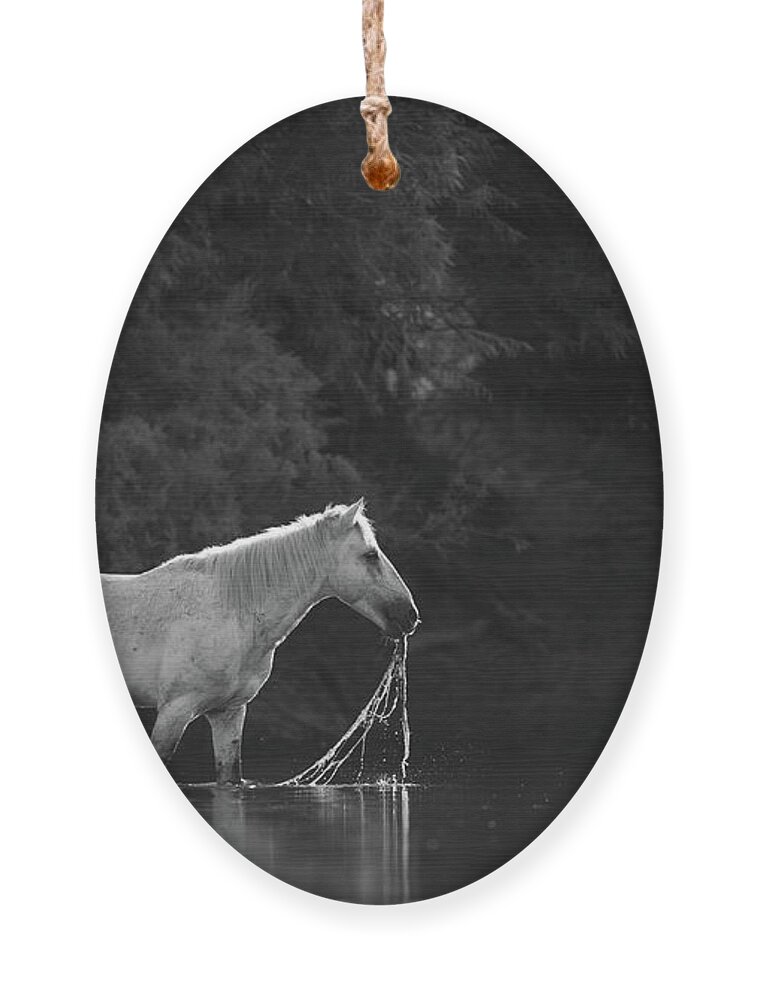 Horse Eating Ornament featuring the photograph Water Spaghetti by Shannon Hastings