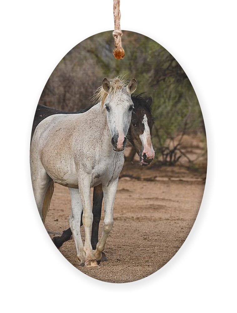 Salt River Wild Horses Coyote And Mama Ornament featuring the digital art We are Dirty after a Rain but we are still Beautiful by Tammy Keyes