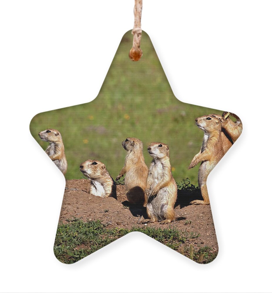 Animal Ornament featuring the photograph We Are Family by Lana Trussell