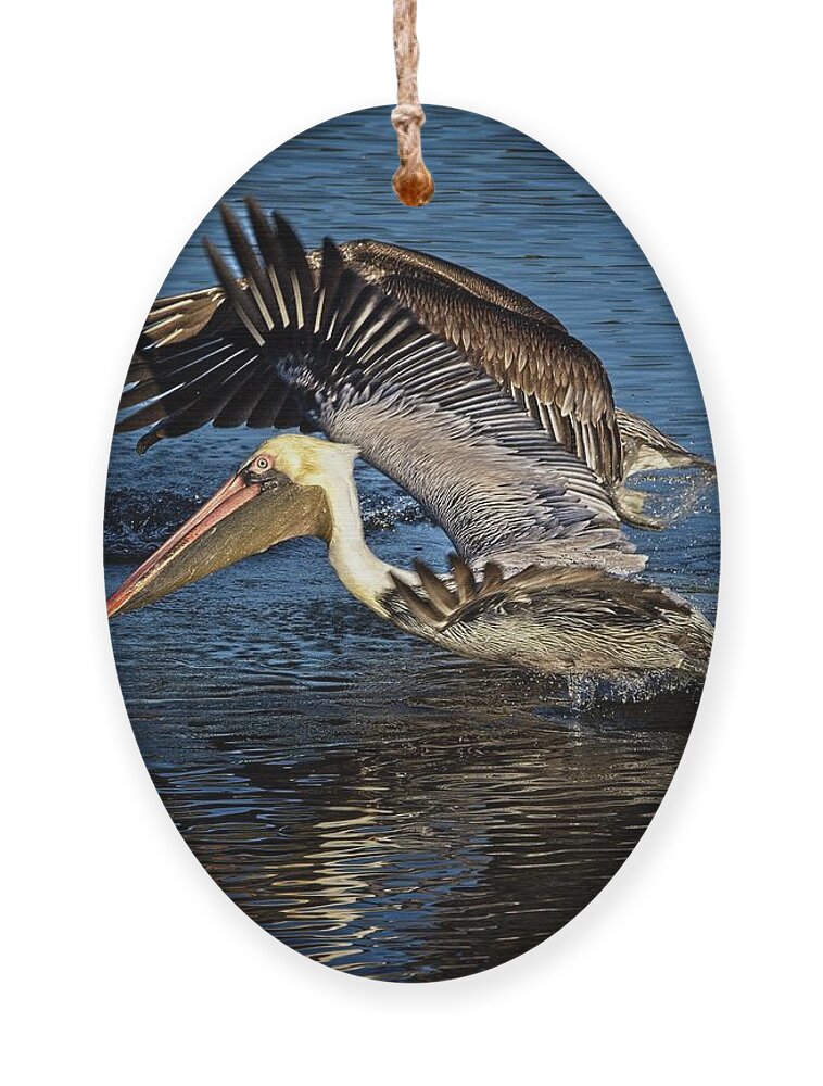 Brown Pelican Ornament featuring the photograph We Have Liftoff by Ronald Lutz