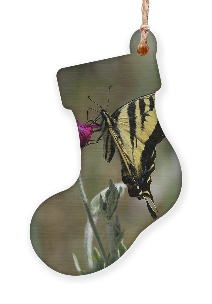Western Tiger Swallowtail Ornament featuring the photograph Western Tiger Swallowtail Butterfly in Profile by Nancy Gleason