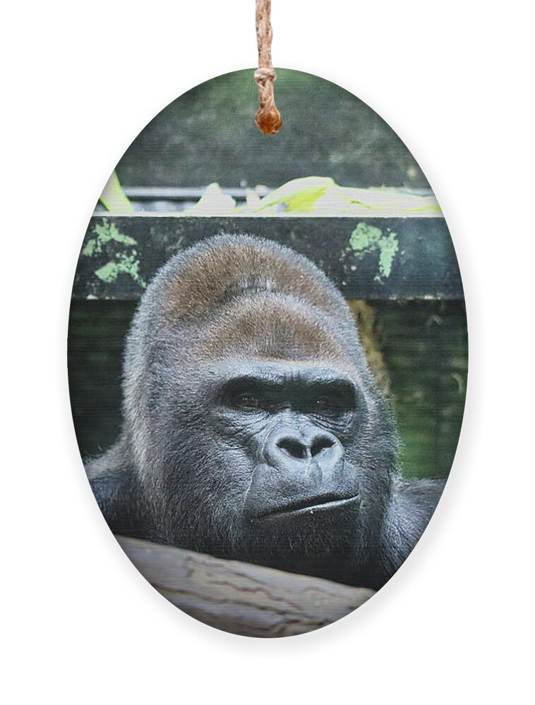 Western Gorilla Ornament featuring the photograph Western Gorilla by Scott Burd