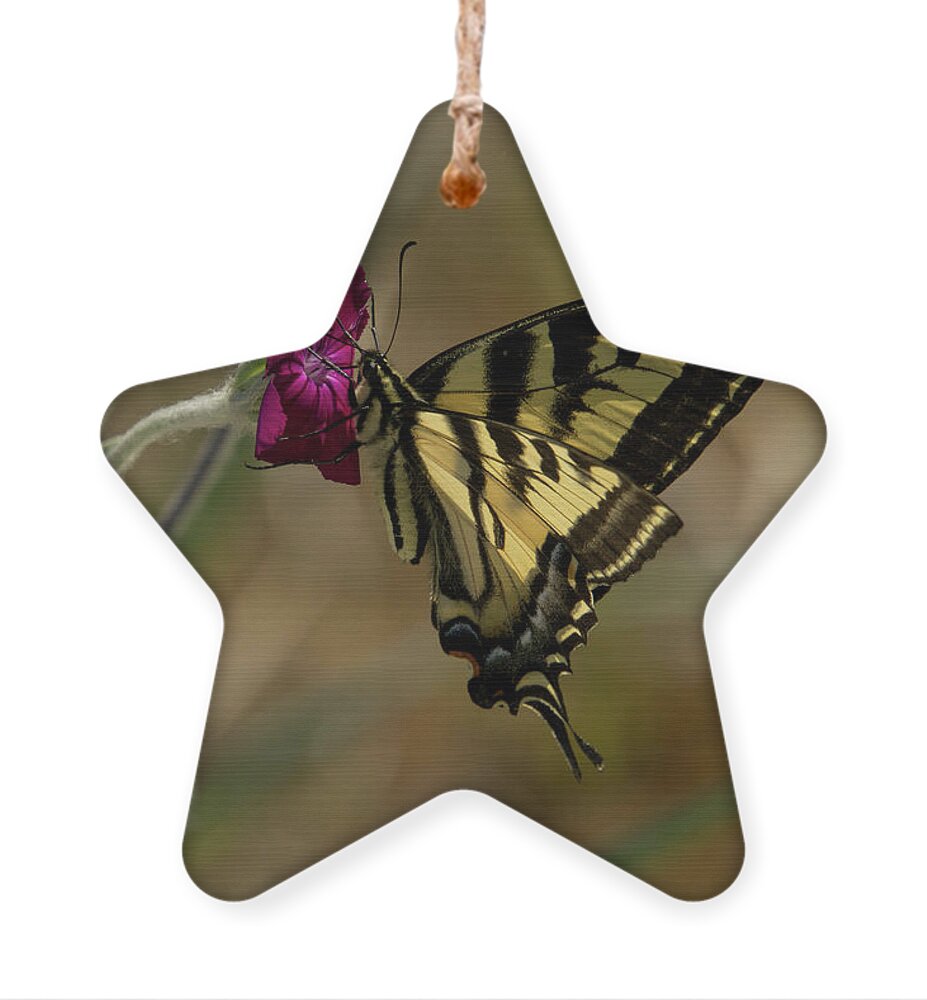 Western Tiger Swallowtail Ornament featuring the photograph Western Tiger Swallowtail Butterfly Clings to Wildflower #2 by Nancy Gleason