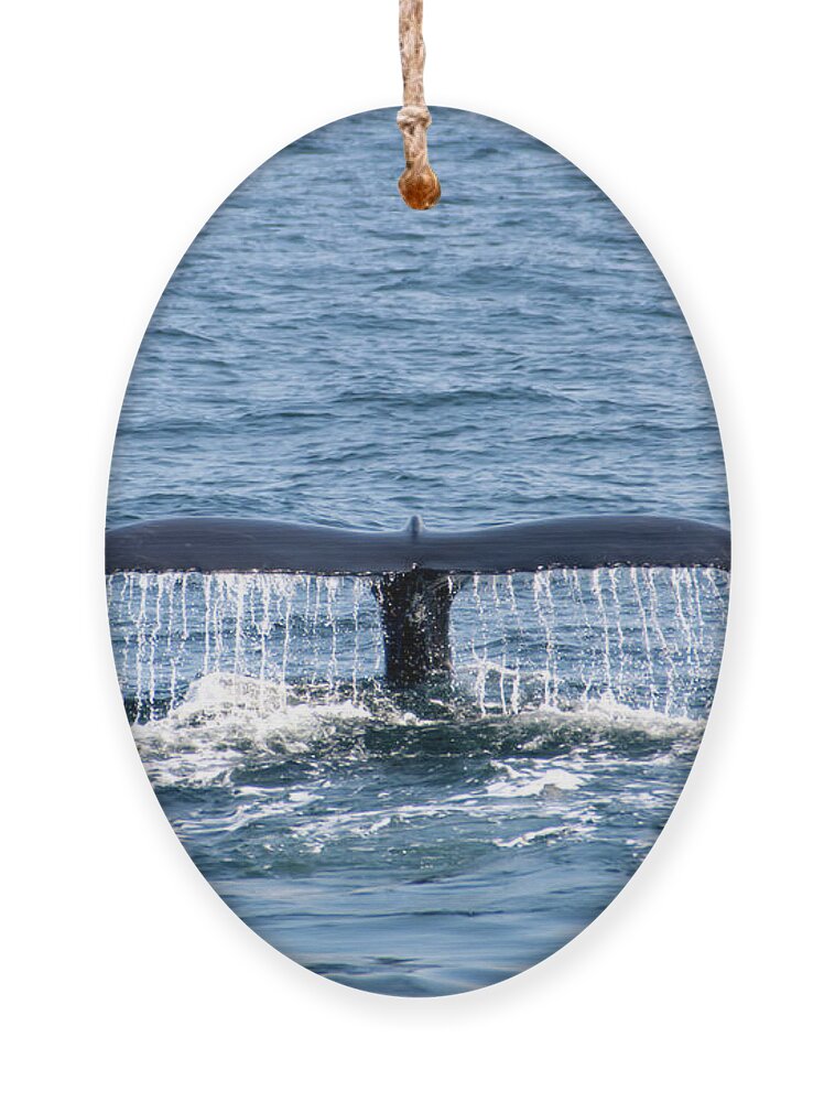 Whale Ornament featuring the photograph Whale Fluke 2 by Flinn Hackett