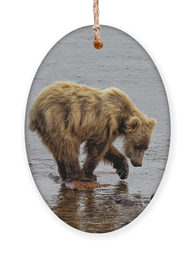Alaska Ornament featuring the photograph What Do You See by Cheryl Strahl