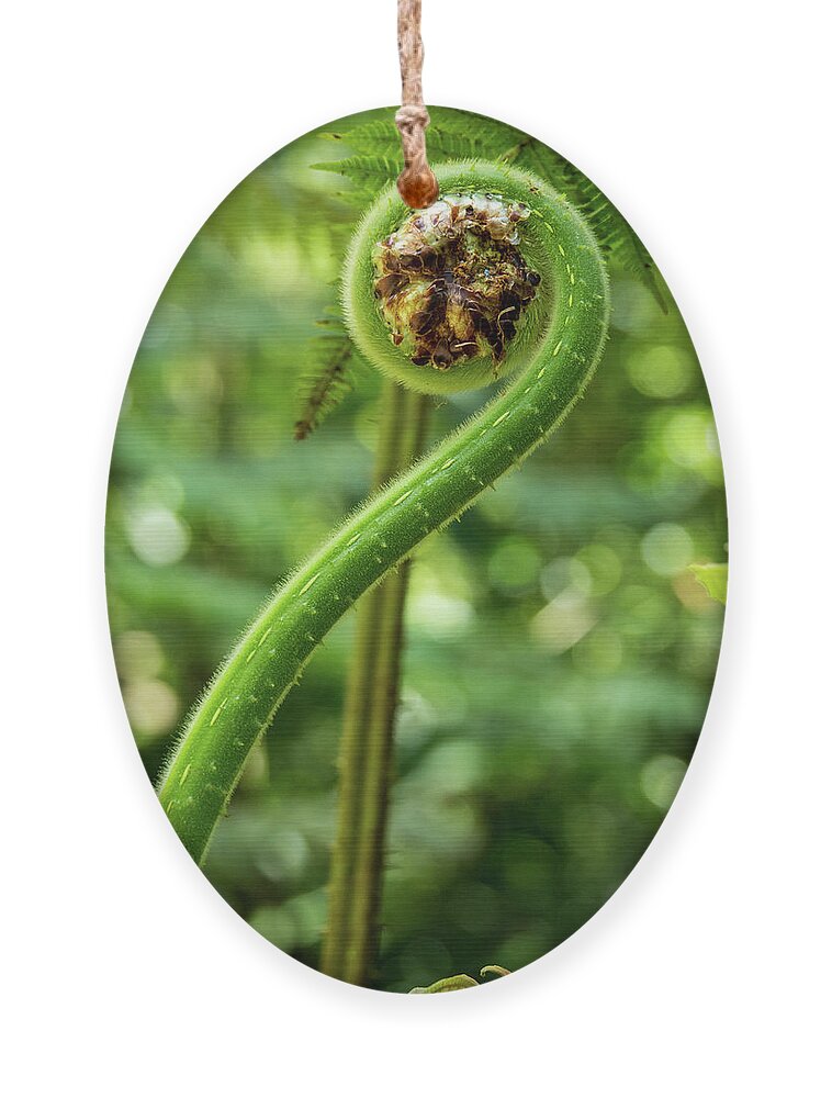 Spring Ornament featuring the photograph What's New Fiddlehead by Leslie Struxness
