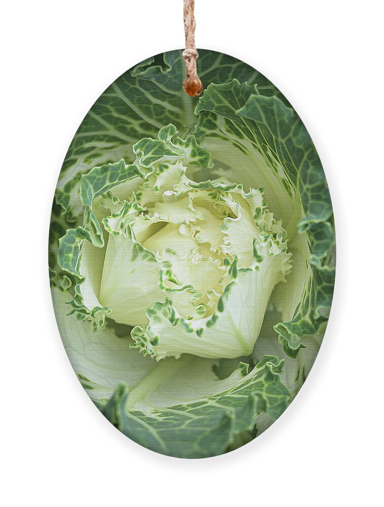 Autumn Ornament featuring the photograph White Flowering Cabbage-Kale by Frank Mari