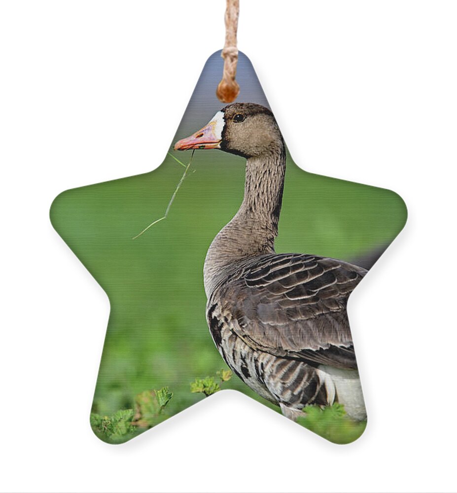  White-fronted Goose Ornament featuring the photograph White-fronted Goose - Anser albifrons, Sacramento NWR by Amazing Action Photo Video