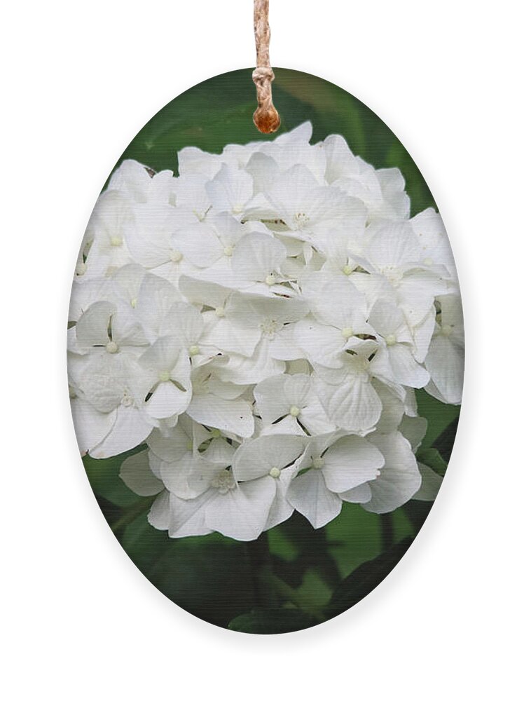 Flowers Ornament featuring the photograph White Hydrangea by Trina Ansel