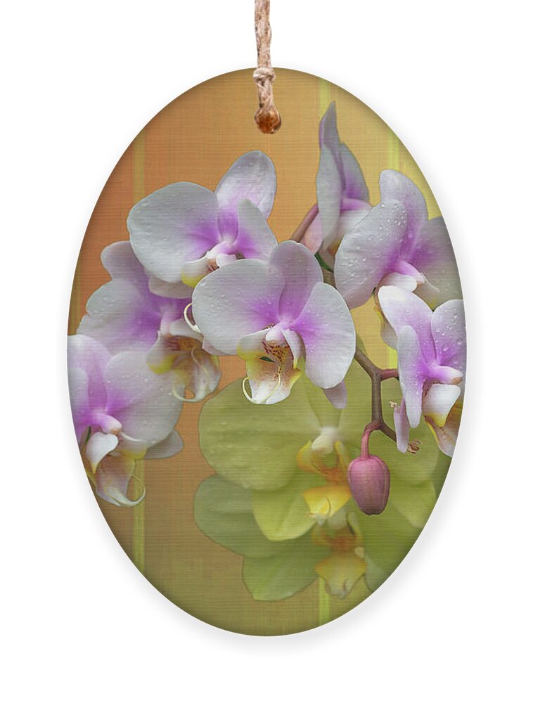 White Moth Orchids Ornament featuring the photograph White Moth Orchids by Cate Franklyn