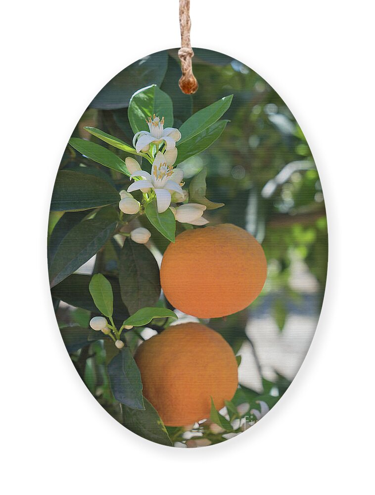 Orange Blossom Ornament featuring the photograph White orange blossom, fruits and floral beauty in the mediterranean sunlight by Adriana Mueller
