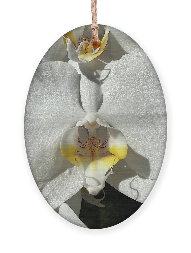 Orchid Ornament featuring the photograph White Orchids Yellow Center by Karen Zuk Rosenblatt