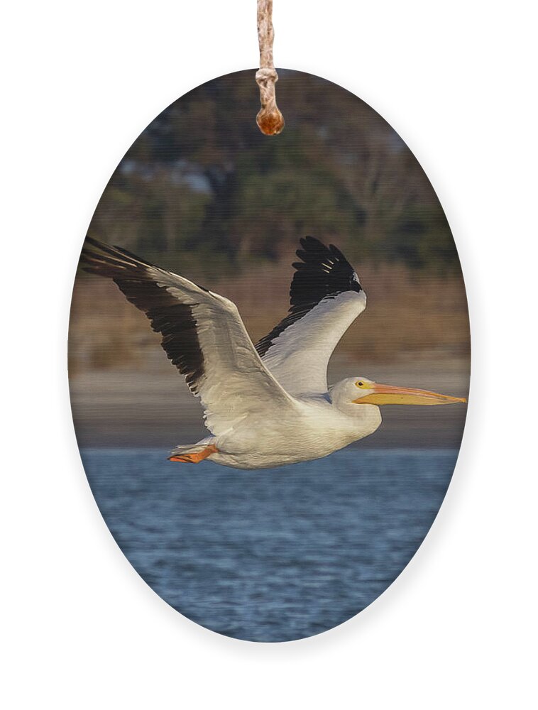 American White Pelican Ornament featuring the photograph White Pelican in Flight by Patricia Schaefer