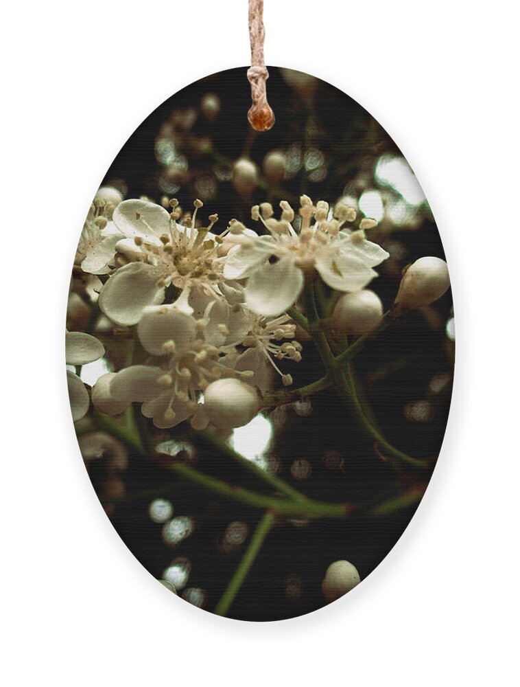 Photinia Ornament featuring the photograph White Photinia Flowers by W Craig Photography