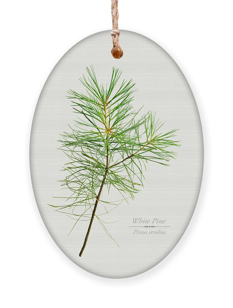 White Pine Ornament featuring the mixed media White Pine by Christina Rollo