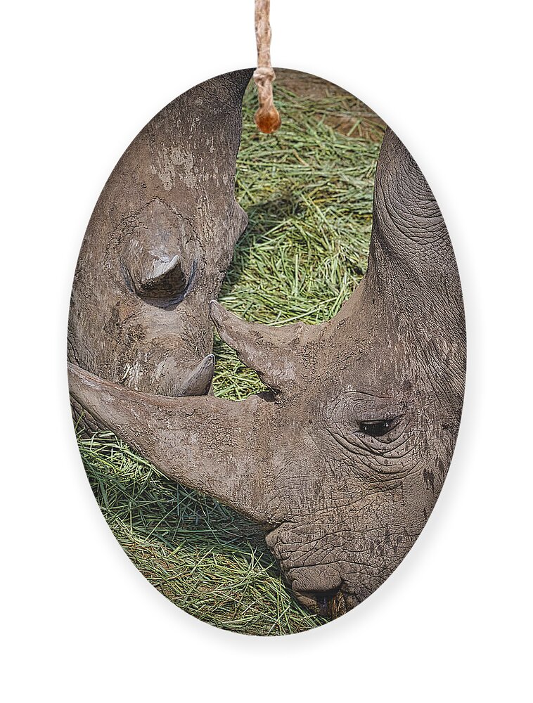 Rhinos Ornament featuring the photograph White Rhinos by Rene Vasquez