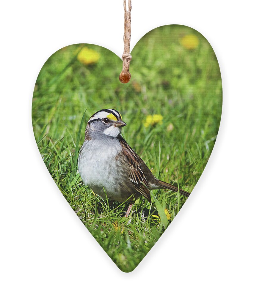 Bird Ornament featuring the photograph White Throated Sparrow by Christina Rollo
