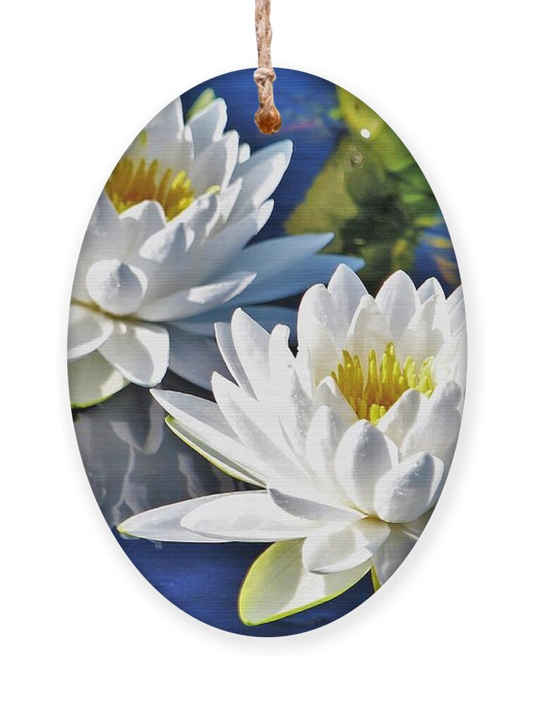 Water Lilies Ornament featuring the photograph White Water Lilies by Joanne Carey