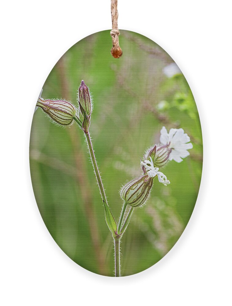 Flower Ornament featuring the photograph Wild Floral by Amelia Pearn