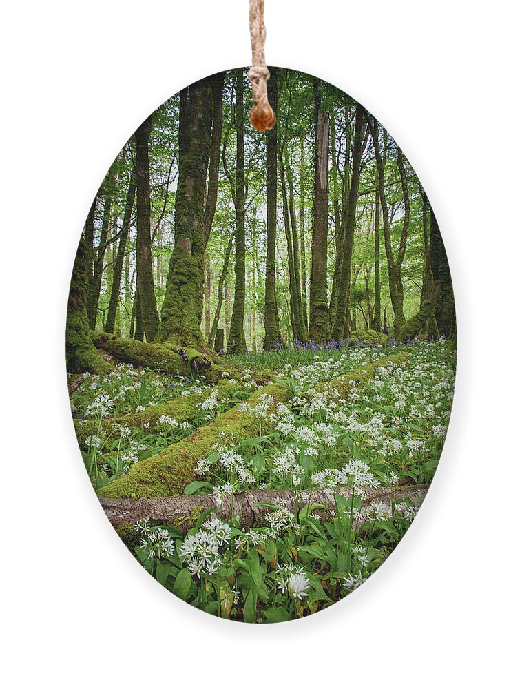 Ross Island Ornament featuring the photograph Wild Garlic Ross Island I by Mark Callanan