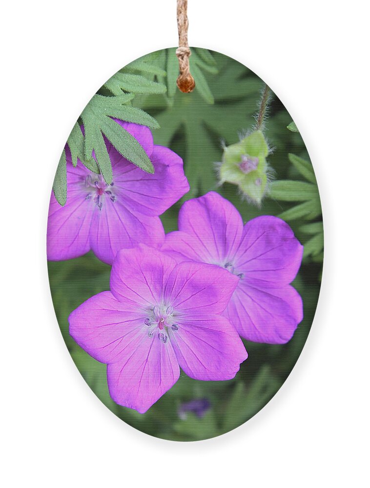 Flowers Ornament featuring the photograph Wild Geraniums by Bob Falcone