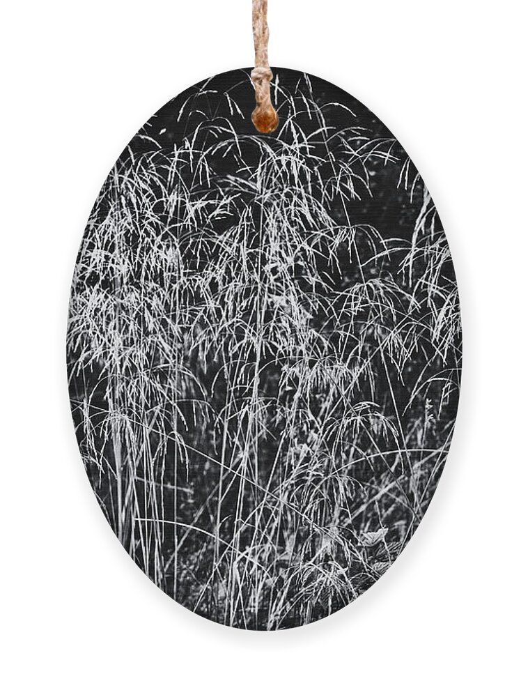 Wild Grass Ornament featuring the photograph Wild Grass Monochrome by Jeff Townsend