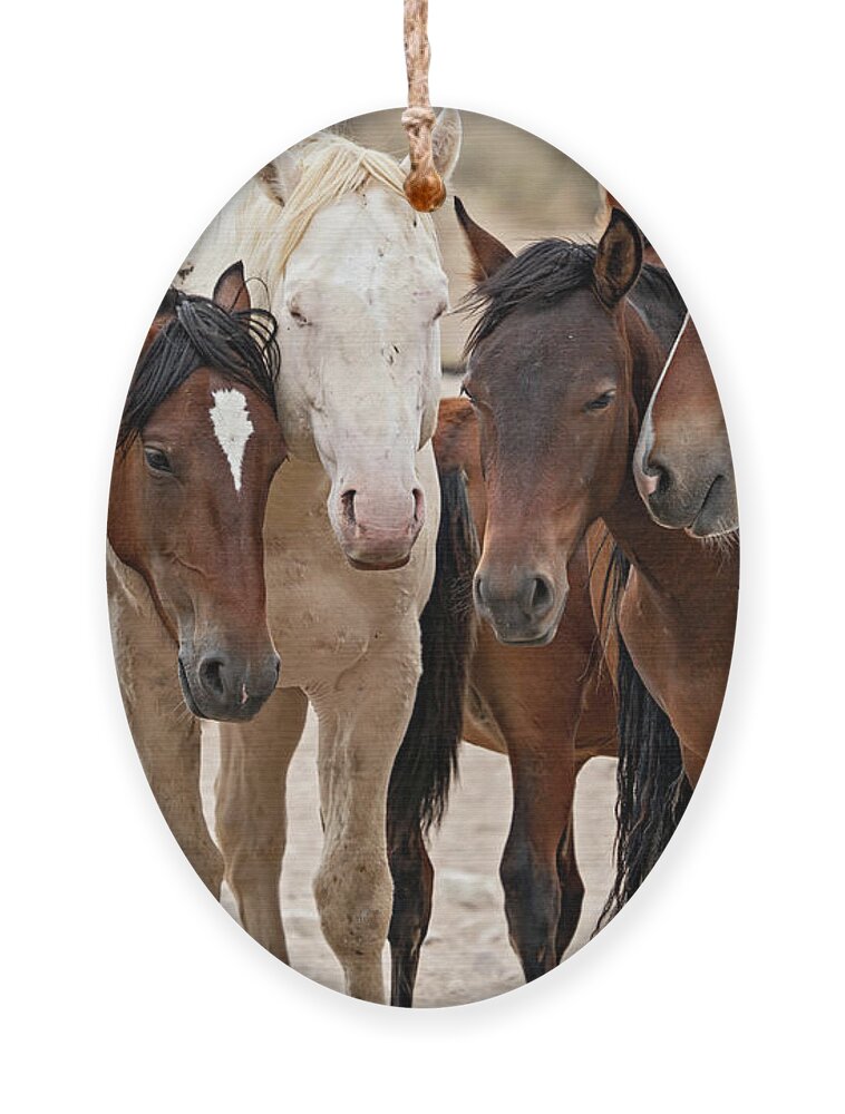 Wild Horses Ornament featuring the photograph Wild Horse Huddle by Wesley Aston