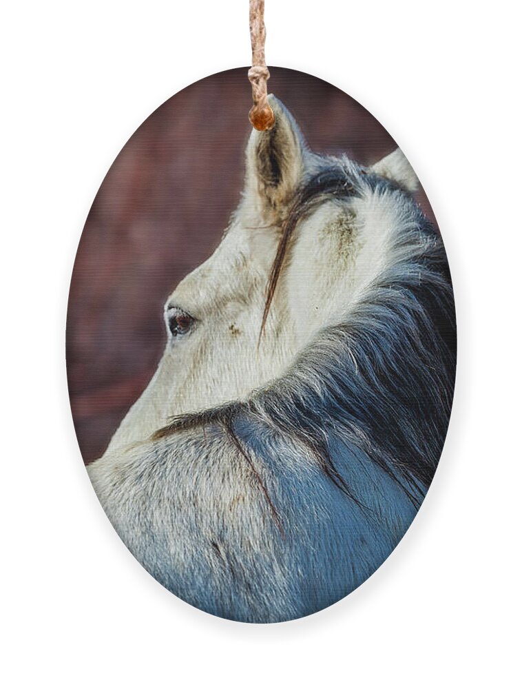 Wild Ornament featuring the photograph Wild Horse No. 3 by Craig J Satterlee