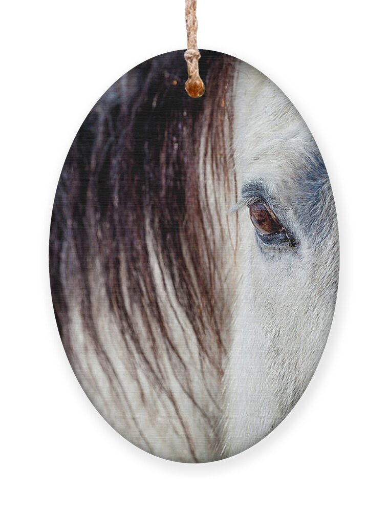 Horse Ornament featuring the photograph Wild Horse No. 4 by Craig J Satterlee