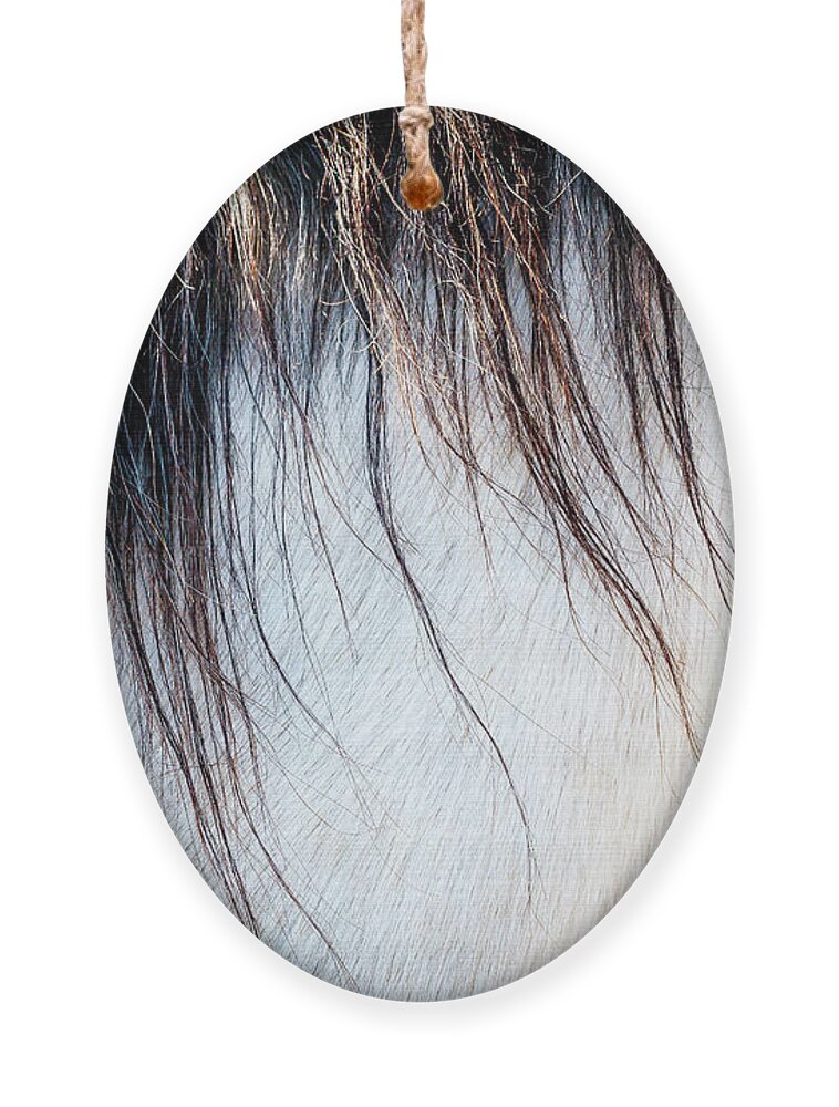 I Love The Beauty Of The Outdoors And Its Natural Wildlife. This Wild Horse Was Shot In The Pryor Mountain Wild Horse Range. Ornament featuring the photograph Wild Horse No. 5 by Craig J Satterlee