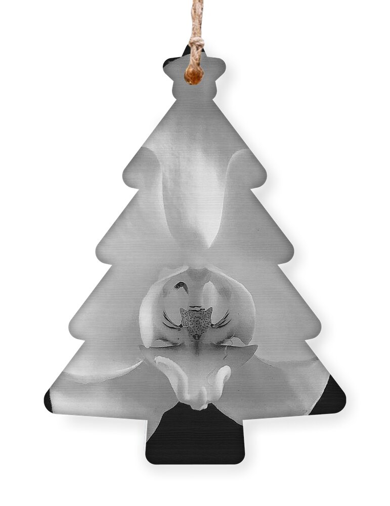 Black And White Ornament featuring the photograph Wild Orchid by John Anderson