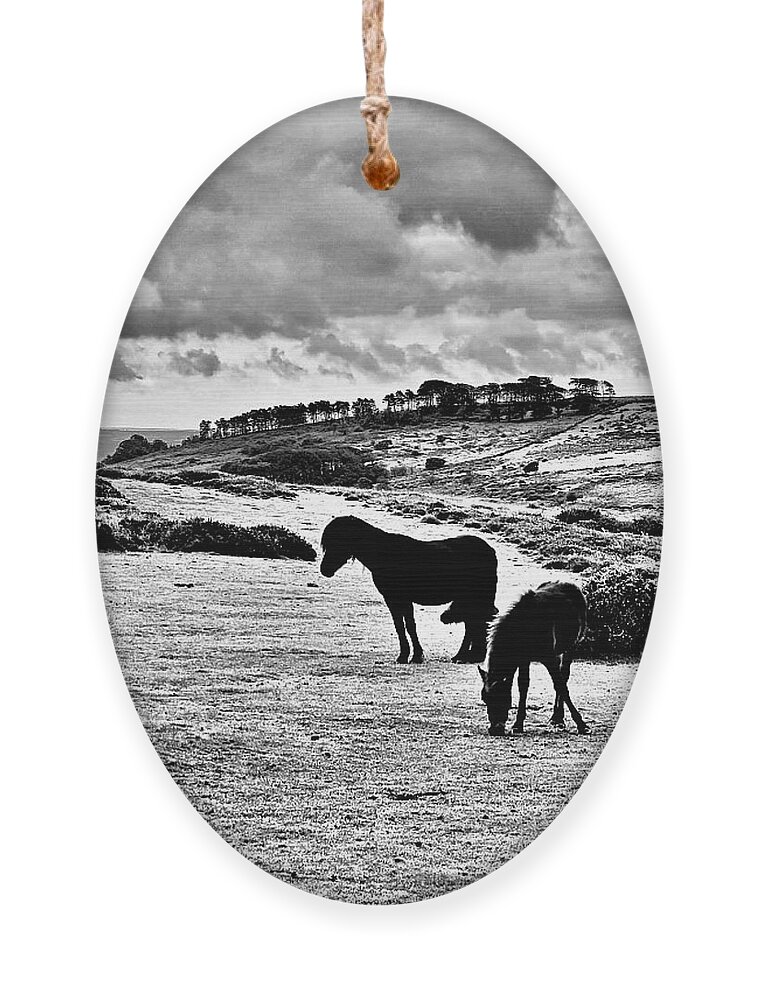 Horses Ornament featuring the photograph Wild Ponies of Dartmoor by John Anderson
