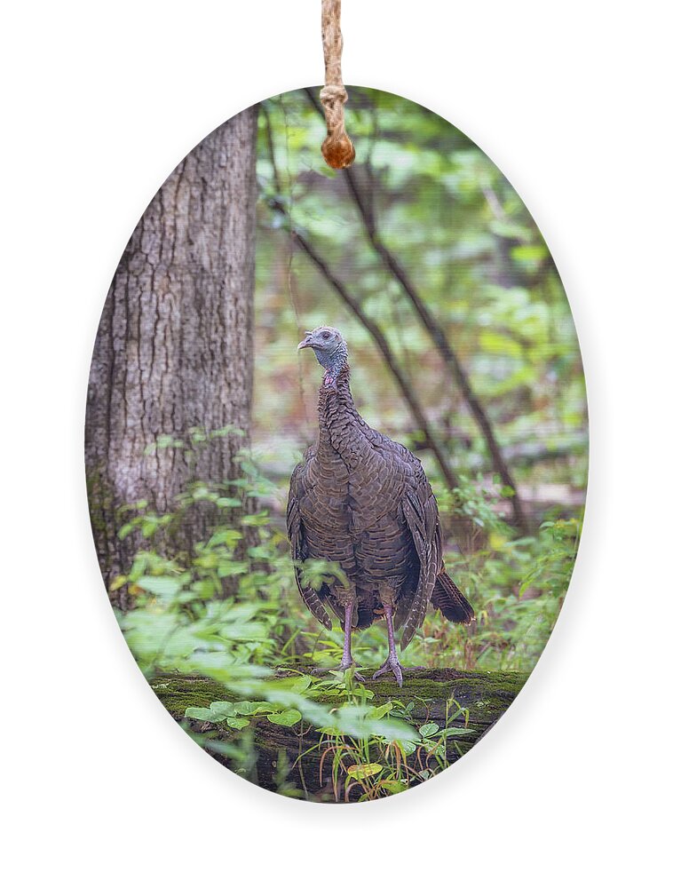 Wild Turkey Ornament featuring the photograph Wild Turkey Standing on a Log by Susan Rissi Tregoning