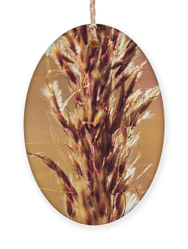 Wheat Ornament featuring the photograph Wild Wheat 2 by Amelia Pearn