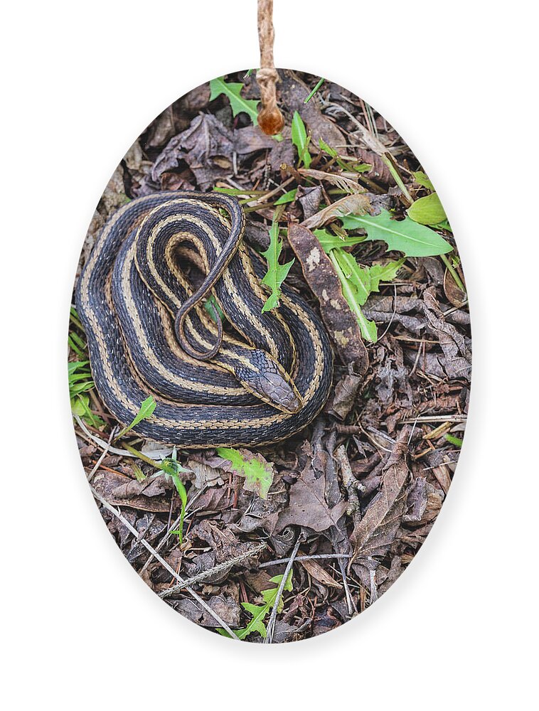 Animals Ornament featuring the photograph Wildlife Photography - Snake In The Garden by Amelia Pearn