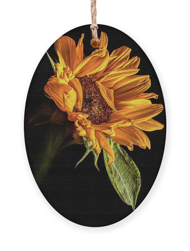Black Background Ornament featuring the photograph Wilting Sunflower #1 by Kevin Suttlehan