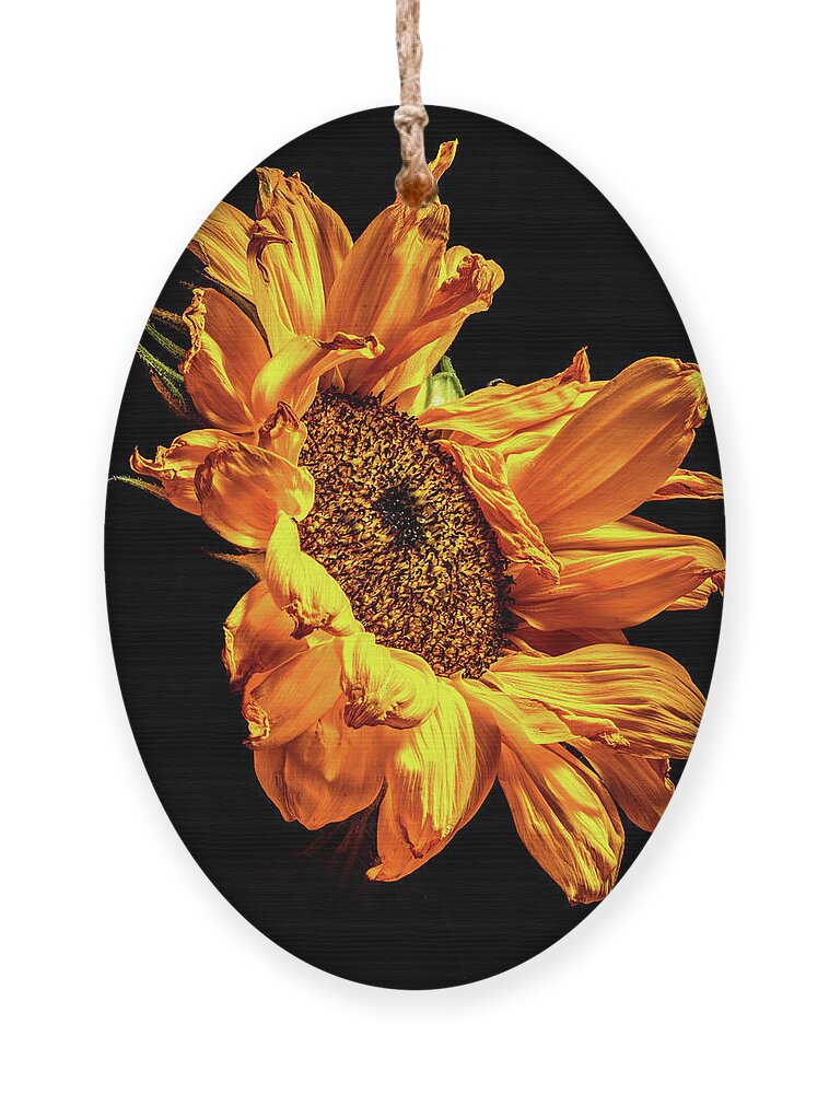 Black Background Ornament featuring the photograph Wilting Sunflower #2 by Kevin Suttlehan