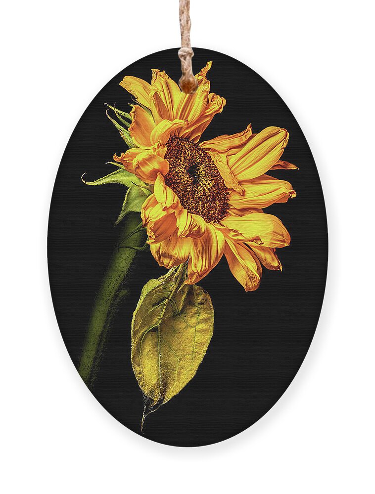 Black Background Ornament featuring the photograph Wilting Sunflower #3 by Kevin Suttlehan