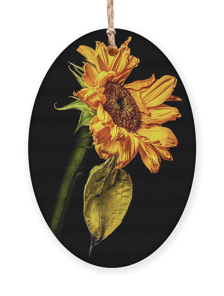 4x5 Format Ornament featuring the photograph Wilting Sunflower #5 by Kevin Suttlehan