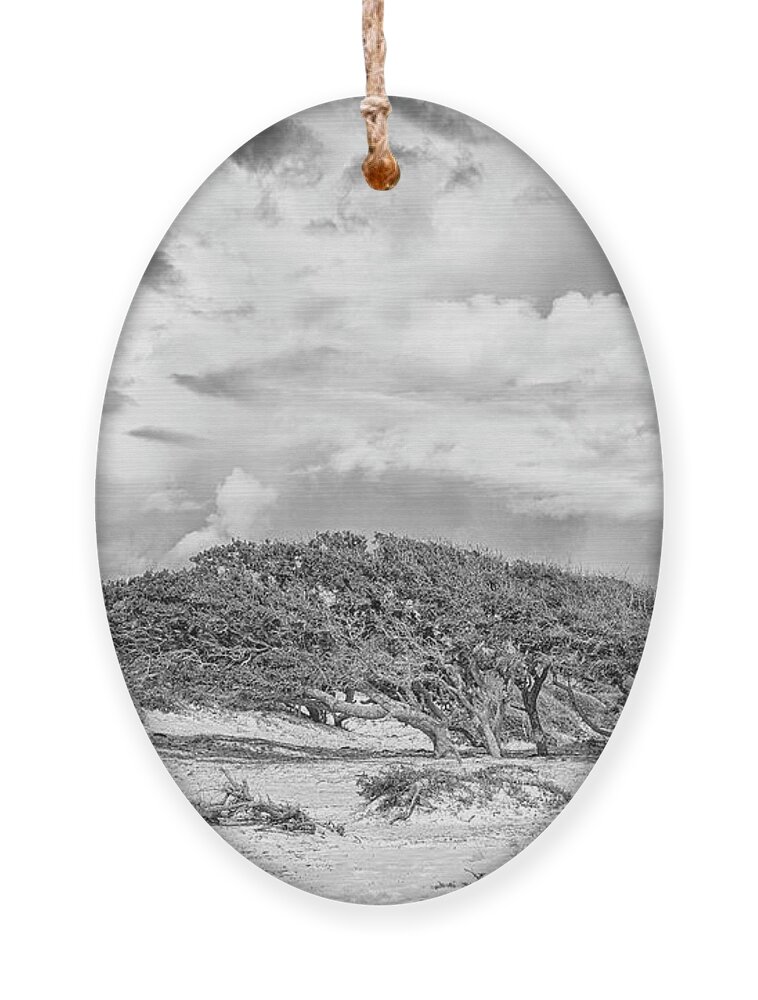 Live Oak Ornament featuring the photograph Wind Swept Live Oaks - Cedar Island North Carolina by Bob Decker
