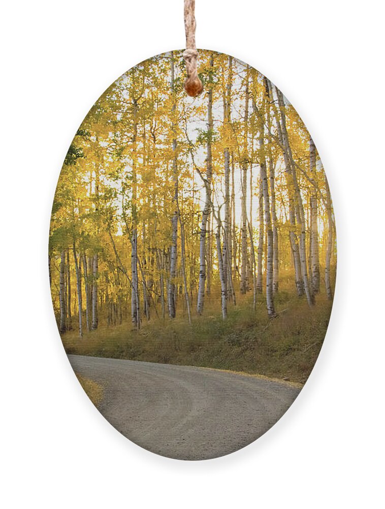 Colorado Ornament featuring the photograph Winding Road by Wesley Aston