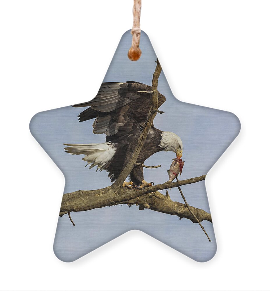Fish Ornament featuring the photograph Wings by James BO Insogna