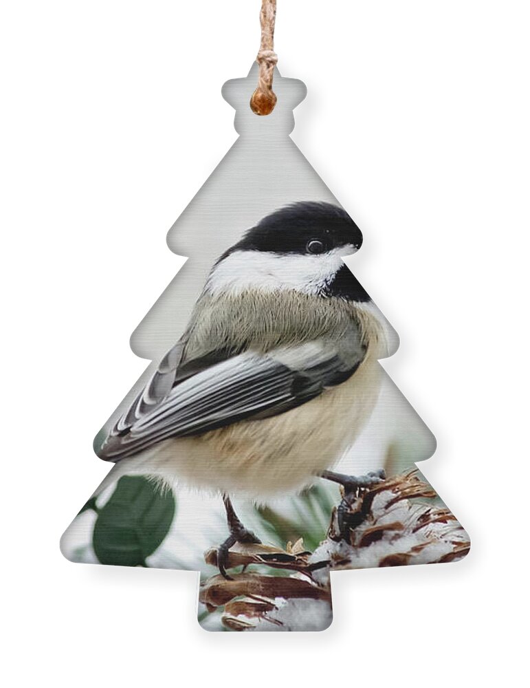 Bird Ornament featuring the photograph Winter Chickadee by Christina Rollo